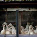 Polisi Berhasil Menangkap 5 Pencuri Ratusan Bebek di Serdang Bedagai